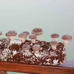 Organic Shiitake Mushroom Kit; Great Gift; Easy for Beginners, for Indoor Growin