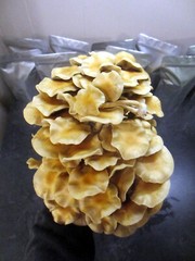 THREE Blocks Your Choice Mushroom Kit Multi-Pack!