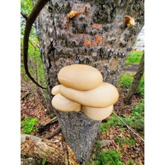 Aspen Oyster Pleurotus populinus Liquid Mushroom Culture