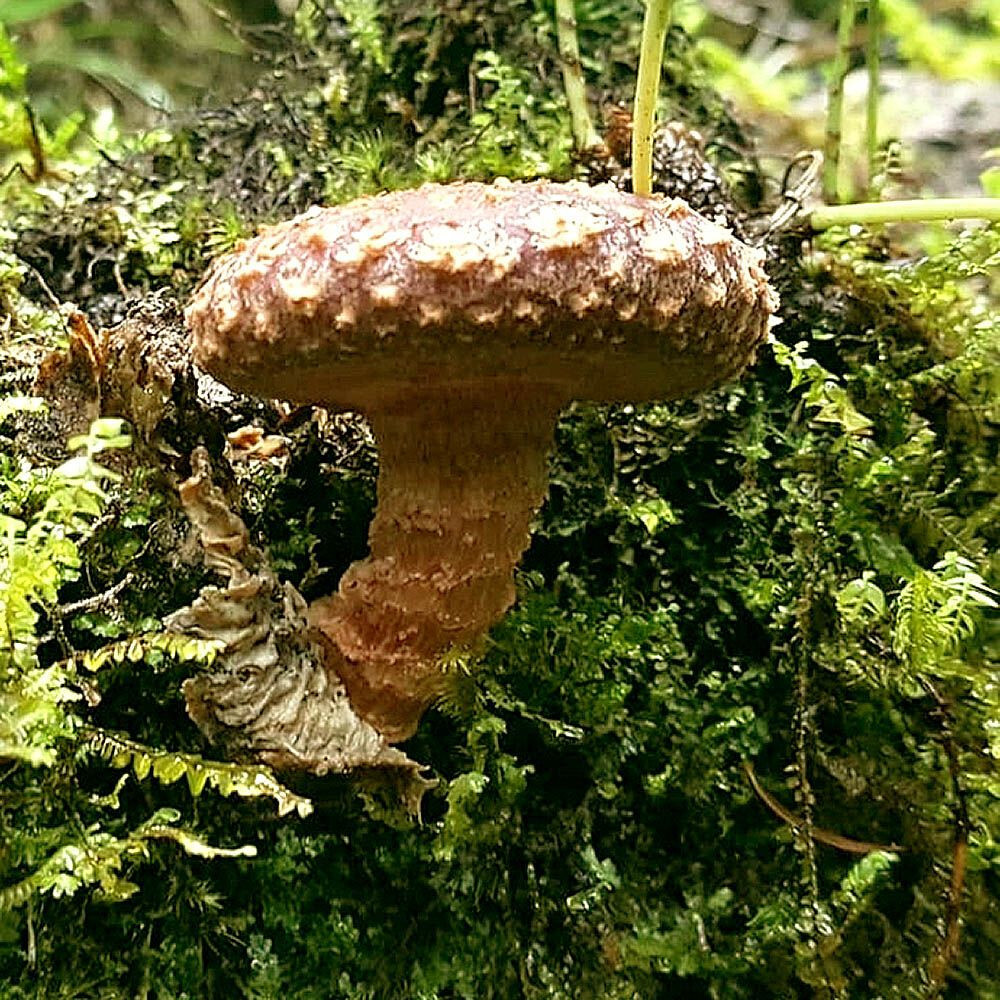 Lentinula aciculospora Liquid Culture