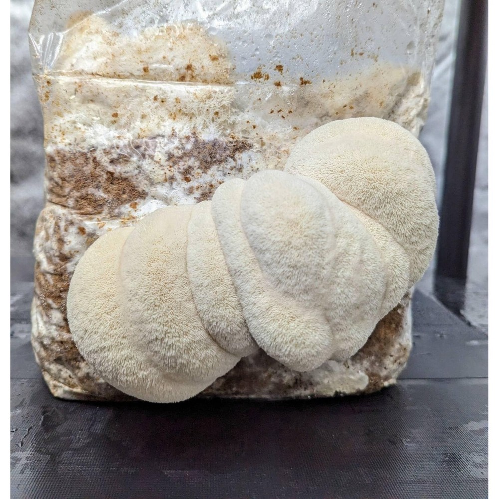 Bears Head Liquid Mushroom Culture Hericium americanum