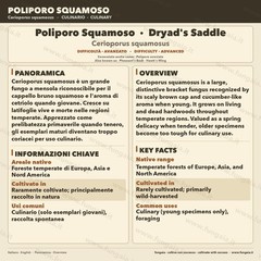 Cerioporus squamosus Liquid Culture | Polyporous Scales Mushroom Saddle Gourmet