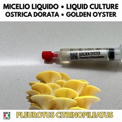 Kingdom Oyster 6 Liquid Crops Pleurotus Blue Pink Golden Phoenix White Black