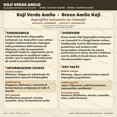 Slant Green Amilo Koji Aspergillus oryzae Fermentation Miso Sake Shoyu