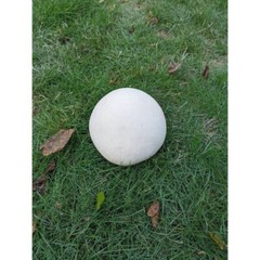Giant Puffball mushroom liquid culture, Calvatia gigantea