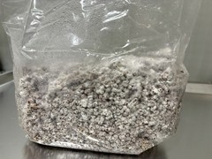 Premium Shiitake Mushroom Grain Spawn – 3 lb Fully Colonized Sorghum (Milo)