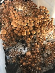 Mushroom Substrate 5 Pounds | Sterilized |