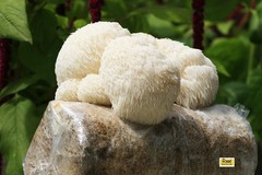 Educational Lion’s Mane Mushroom Grow Kit – Perfect for Families, 4 lb
