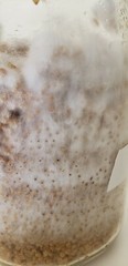 1 lb Sterilized Mushroom Grain Spawn Self Healing Jars