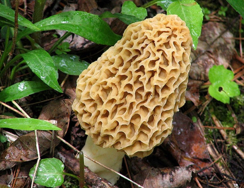 Morel Mushroom Planting Kit For Garden Or Mushroom Farm