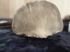 Ganoderma Reishi Red Banded Mushroom Harvested in the Western U.P. of Michigan
