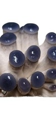 Mushroom Liquid Culture Mycelium Syringes, 6-Pack, 30 Strains To Choose From