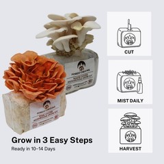 Pink and White Oyster Mushroom Growing Farm – Edible Oyster Mushroom Growing Kit