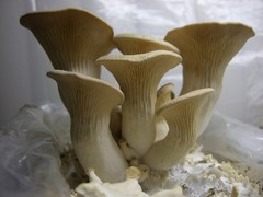 King Oyster Liquid Culture – 12cc Syringe – 5 Pack – Chefs Mushrooms
