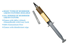 Premium Mushroom Liquid Culture Syringe | Pink Oyster (Pleurotus djamor)