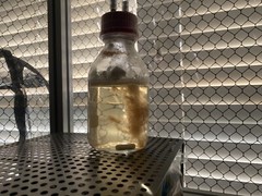 Golden Oyster Liquid Culture Luer Slip 10ml
