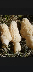 WHITE MOREL (Morchella deliciosa) Mushroom Colonized Grain Spawn, 1 Quart