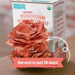 Organic Pink Miniature Mushroom Grow Kit, Harvest Gourmet Mushrooms in 10 Days