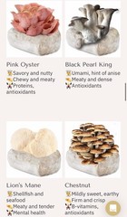 Sproushi AI-Powered Indoor Oyster Mushroom Grow Kit Edible Fast 15.1×12.2×7.5″