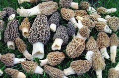 Morel Spore Grow Kit – Instructions Included – Garden Mushroom Vegetable Seed