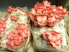 Pink Oyster Mushroom Liquid Fungi Culture 10ml
