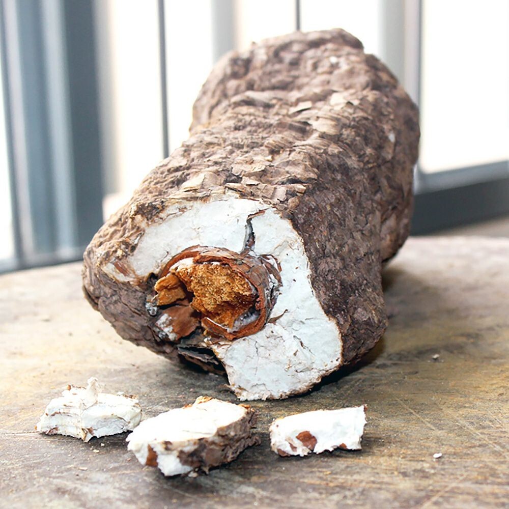 Fu Ling (Poria cocos) Liquid Culture