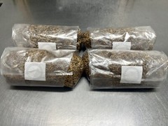 4x3lb Bags Sterilized Bulk Grain Spawn for Cultivating Mushrooms
