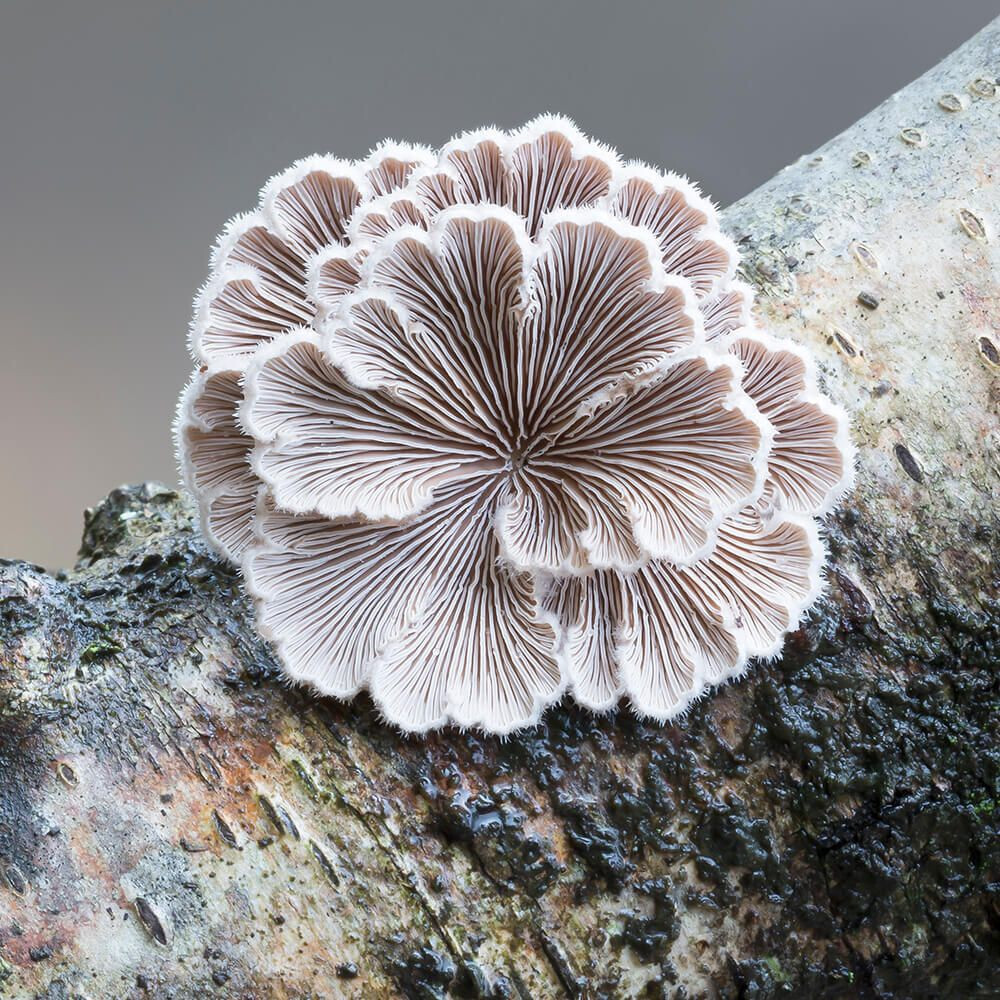 Splitgill Mushroom (Schizophyllum commune) Liquid Culture