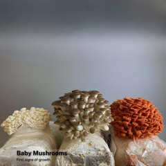 Specialty Trio Oyster Mushroom Grow Kit 3-Pack Variety – Beginner Friendly & Eas