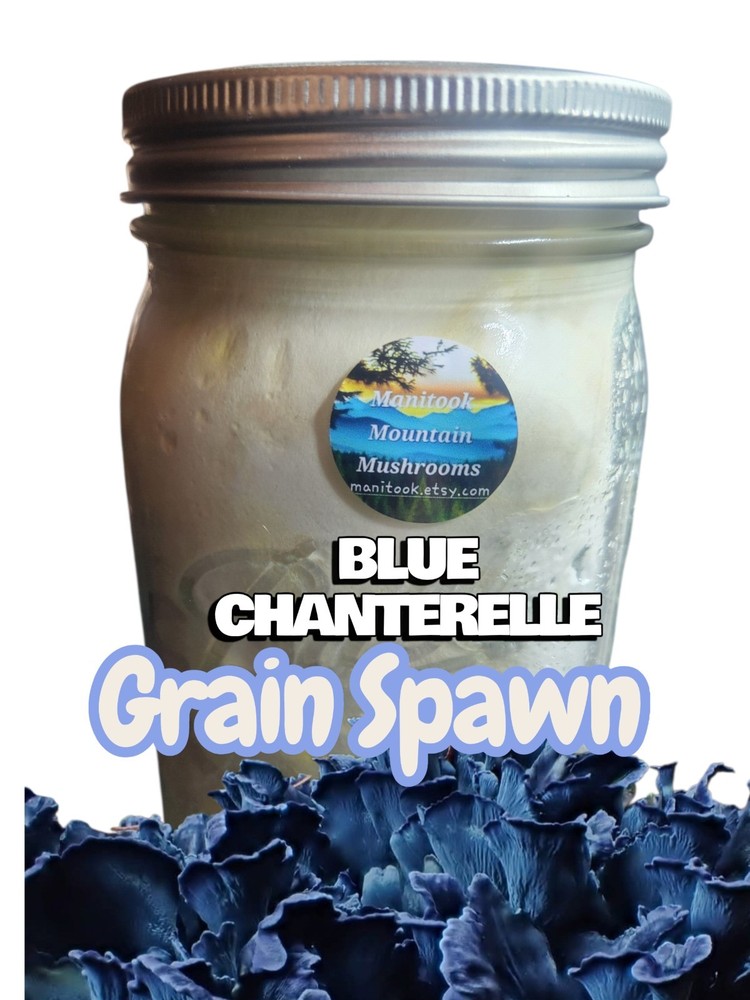 BLUE CHANTERELLE Mushroom Colonized Grain Spawn, 1 Quart