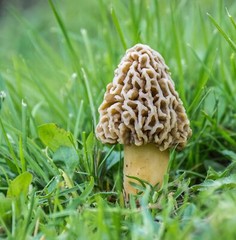 Morel Mushroom Sawdust Grow Kit – 40 Grams (Pack of 1) – Easy to Cultivate Prize