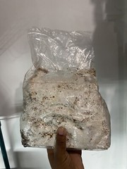 4.5 Lbs Lions Mane Mushroom Fruiting Blocks