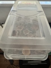 Complete Dubtub-Tek Starter Mushroom Grow Kit – Grain Bag & Substrate