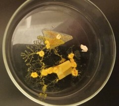 2 Stck. Blob gelber Schleimpilz yellow slime mold, nicht Physarum Polycephalum