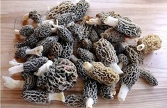 RARE! 3 Pack! Black Morel Mushroom – Garden Grow Kit – Organic – Spawn – Starter