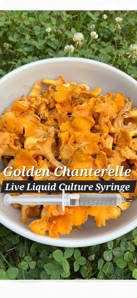 Golden Chanterelle Liquid Culture Syringe