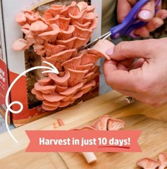 Back To The Roots Organic Pink Oyster Mushroom Grow Kit Harvest Gourmet Fungi