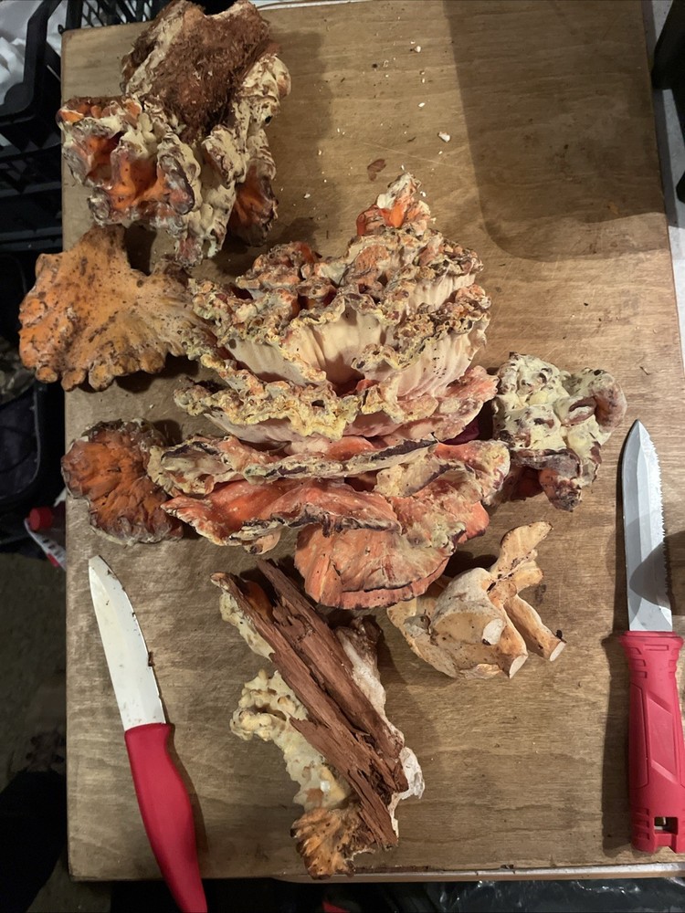 Dehydrated Chicken Of The Woods 2025 Harvest
