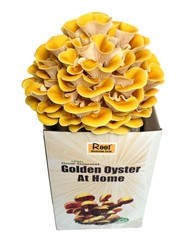 Root Mushroom Farm—Golden Oyster Mushroom Grow Kit