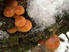 Seeds Honey Mushroom Winter Mycelium Spawn Dried Spores Organic