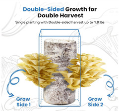 Golden Oyster Mushroom Grow Kit 4lb Organic USA—Grow Fancy Fungi Fast Fun