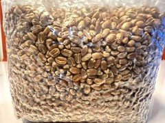 Premium Red Winter Wheat Spawn Bag – Sterilized Grains for Mushroom Cultivation