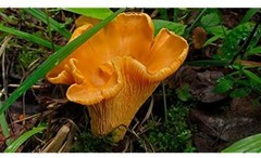 Chanterelle Mushroom Spores in Sawdust Bag Garden Grow Kit Makes 5 gal Free Ship