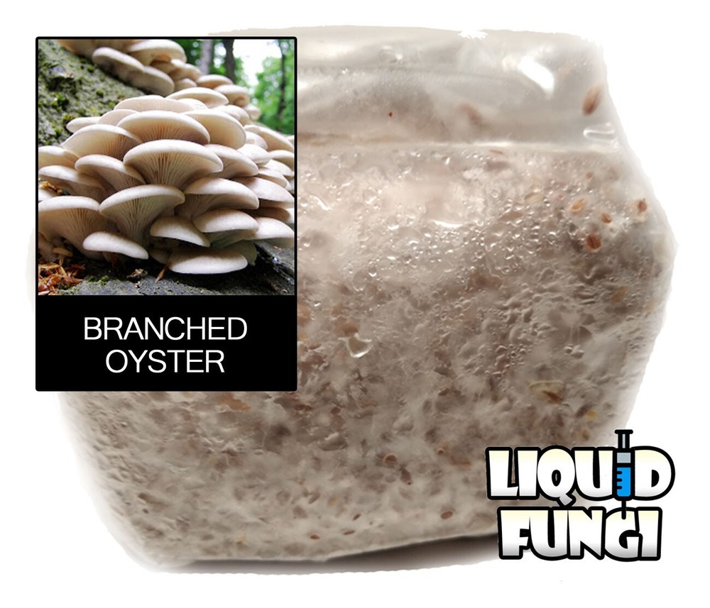 Branched Oyster Mushroom Grain Spawn (1 pound)