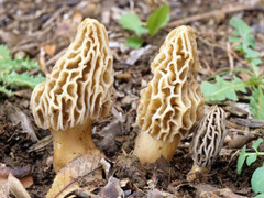 – Mushroom Liquid Cultures (Yellow Morel(Morchella Esculenta))