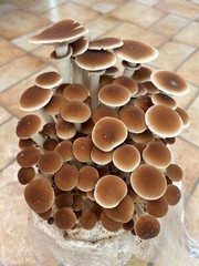 Mushroom liquid culture syringe 10-pack, mix&match over 30 strains!