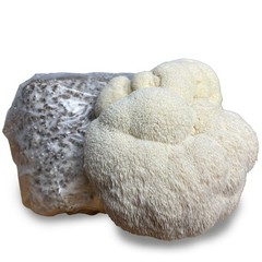 Lions Mane Mushroom grow kit – 5 pound Master’s Mix block