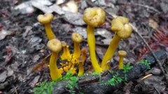 Funnel Chanterelle Yellow FT Mushroom Spores in Sawdust Bag Garden Grow Kit 5gal