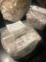 colonized grain spawn 5 pound blocks Golden Oys, Hawks Oys etc- free shipping