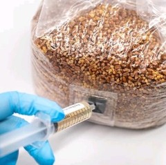 North Spore 3lb ORGANIC Sterilized Grain Bag with Injection Port Wheat & Millet